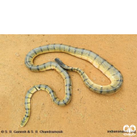 گونه مار دریایی زرد Yellow Sea Snake